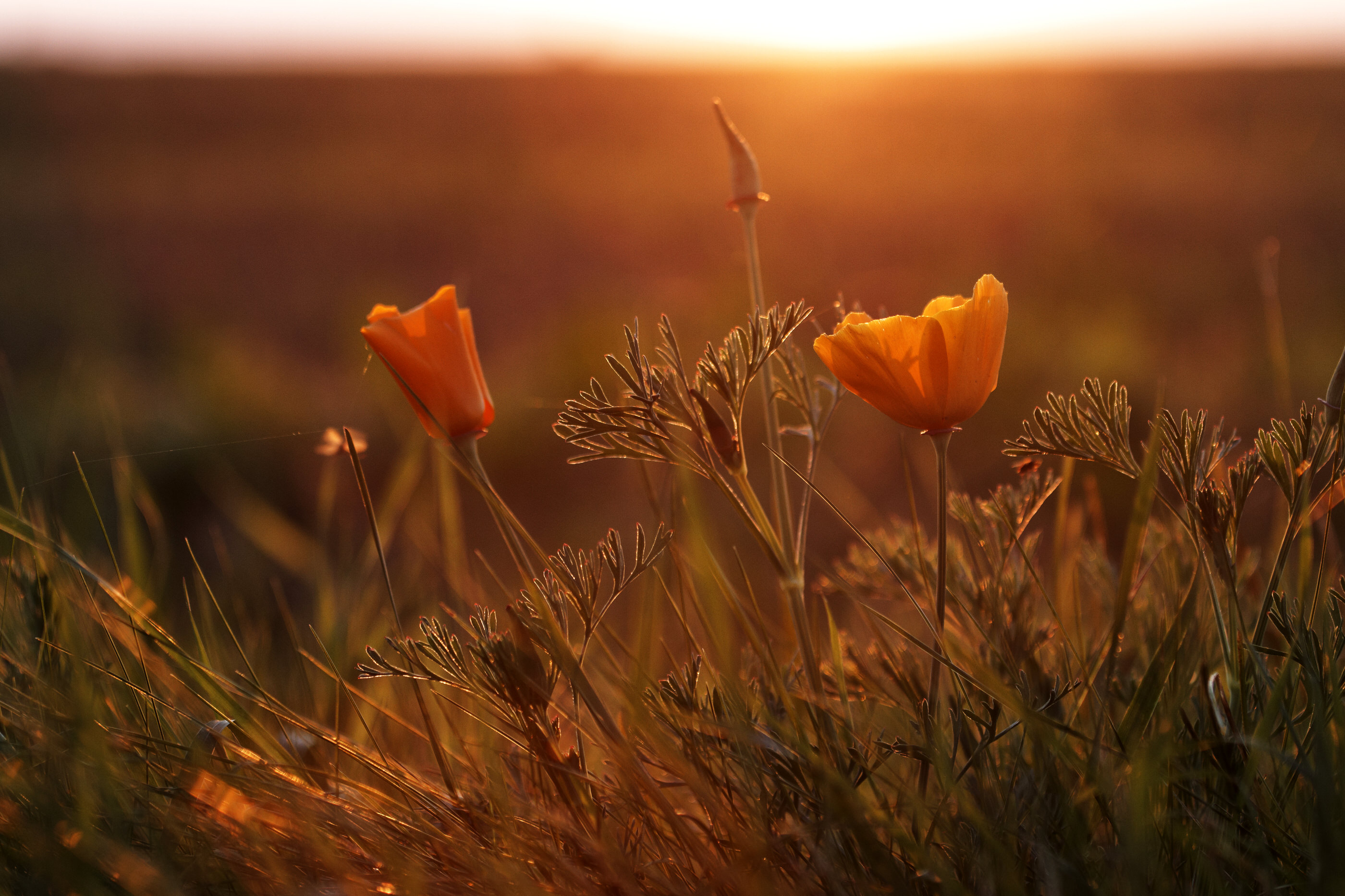 Eschscholzia californica   Kalifornischer Mohn   0013